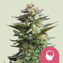 Amnesia Haze (Royal Queen Seeds) Feminisoidut