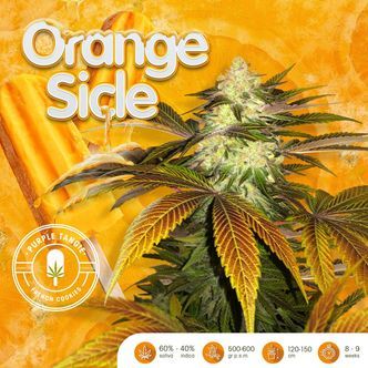 Orangesicle (T.H.Seeds) feminisoidut kannabiksen siemenet