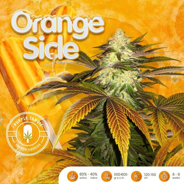 Orangesicle (T.H.Seeds) Feminisoidut