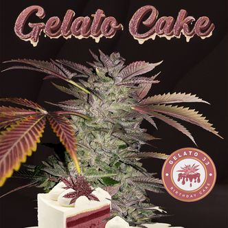 Gelato Cake (T.H.Seeds) feminisoidut kannabiksen siemenet