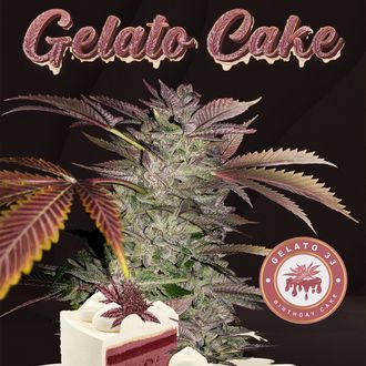 Gelato Cake (T.H.Seeds) Feminisoidut
