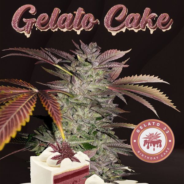 Gelato Cake (T.H.Seeds) Feminisoidut
