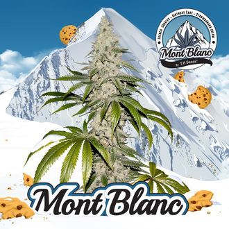 Mont Blanc (T.H.Seeds) Feminisoidut