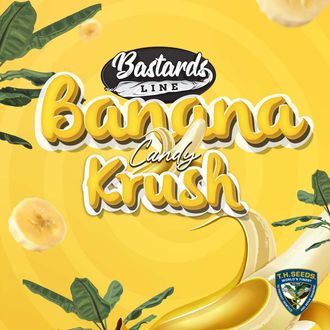 Banana Candy Krush (T.H.Seeds) Feminisoidut