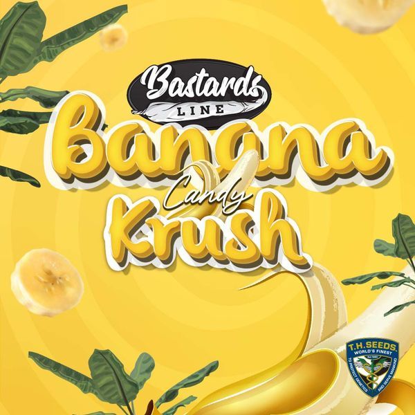 Banana Candy Krush (T.H.Seeds) Feminisoidut