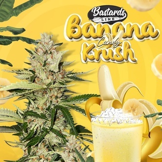 Banana Candy Krush (T.H.Seeds) Feminisoidut