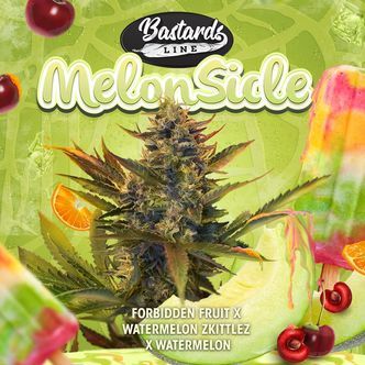 Melonsicle (T.H.Seeds) feminisoidut kannabiksen siemenet