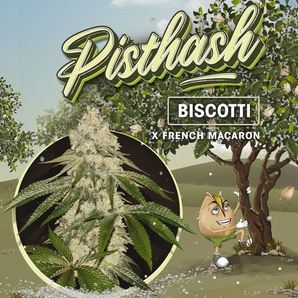 Pisthash (T.H.Seeds) Feminisoidut
