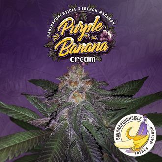 Purple Banana Cream (T.H.Seeds) Feminisoidut