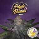Purple Banana Cream (T.H.Seeds) Feminisoidut