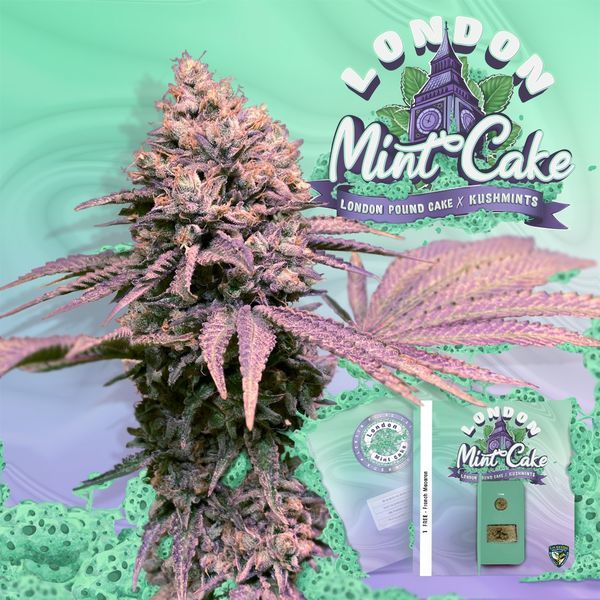 London Mint Cake (T.H.Seeds) Feminisoidut