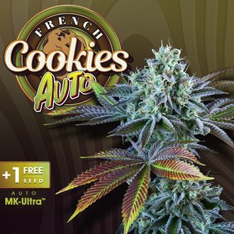 Auto French Cookies (T.H.Seeds) Feminisoidut