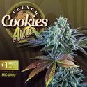 Auto French Cookies (T.H.Seeds) Feminisoidut