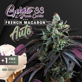 Auto French Macaron (T.H.Seeds) Feminisoidut