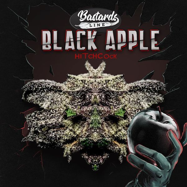 Black Apple Hitchcock (T.H.Seeds) Feminisoidut