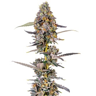 Cherry Mac Muffin (Growers Choice) feminisoidut