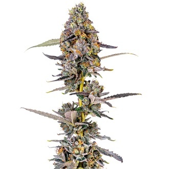 Cherry Mac Muffin (Growers Choice) Feminisoidut