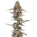 Cherry Mac Muffin (Growers Choice) Feminisoidut