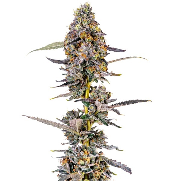Cherry Mac Muffin (Growers Choice) Feminisoidut