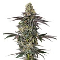 Original Oz (Growers Choice) Feminisoidut