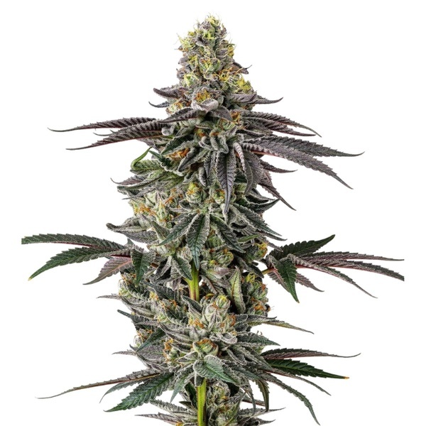 Original Oz (Growers Choice) Feminisoidut