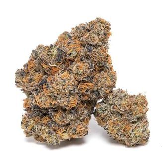 King Louis Garcia (Growers Choice) feminisoitu