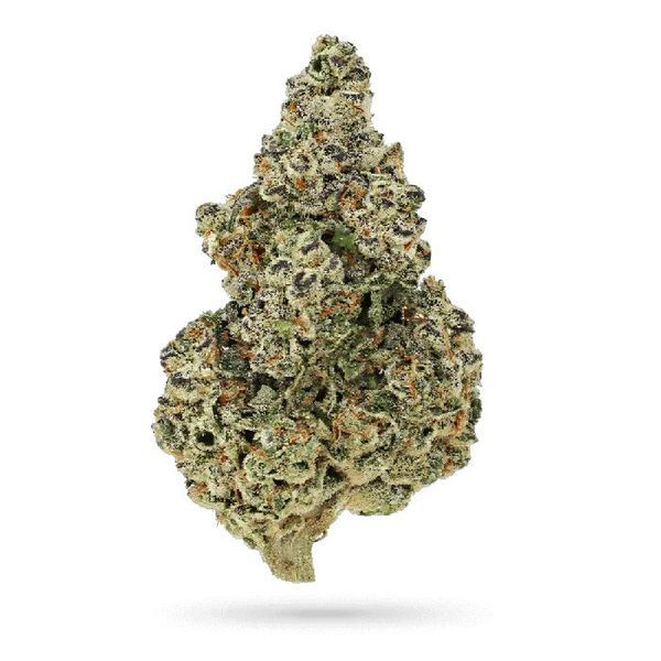 Crazy Roses Fast Version (Growers Choice) Feminisoidut