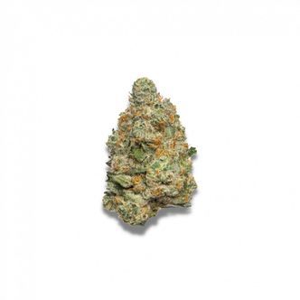Apple Fritter Autoflower (Growers Choice) feminisoidut