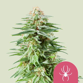 White Widow (Royal Queen Seeds) feminisoidut kannabiksen siemenet