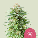 White Widow (Royal Queen Seeds) Feminisoidut