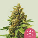Apple Fritter (Royal Queen Seeds) Feminisoidut