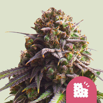 Biscotti (Royal Queen Seeds) Feminisoidut