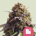 Biscotti (Royal Queen Seeds) Feminisoidut