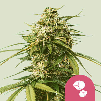 Gushers (Royal Queen Seeds) feminisoidut kannabiksen siemenet