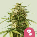 Gushers (Royal Queen Seeds) Feminisoidut