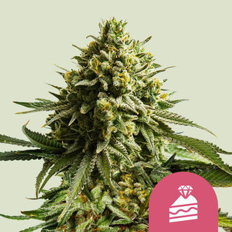 Wedding Cake (Royal Queen Seeds) feminisoidut kannabiksen siemenet