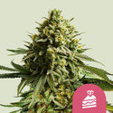 Wedding Cake (Royal Queen Seeds) -Feminisoidut