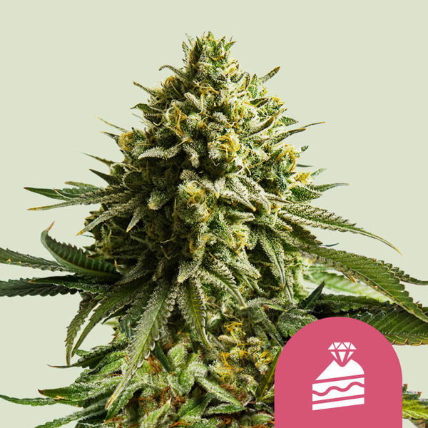 Wedding Cake (Royal Queen Seeds) -Feminisoidut