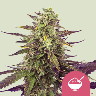 Cereal Milk (Royal Queen Seeds) feminisoidut