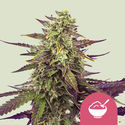 Cereal Milk (Royal Queen Seeds) Feminisoidut
