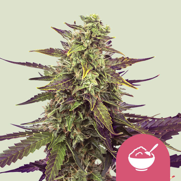 Cereal Milk (Royal Queen Seeds) Feminisoidut