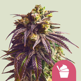 Sundae Driver (Royal Queen Seeds) feminisoitu