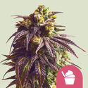 Sundae Driver (Royal Queen Seeds) Feminisoidut