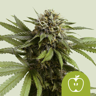 Apple Fritter Automatic (Royal Queen Seeds) feminisoitu