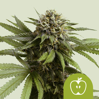 Apple Fritter Autoflower (Royal Queen Seeds) Feminisoidut