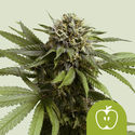 Apple Fritter Autoflower (Royal Queen Seeds) Feminisoidut
