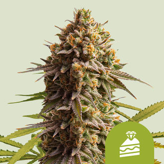 Wedding Cake Autoflower (Royal Queen Seeds) Feminisoidut