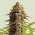 Wedding Cake Autoflower (Royal Queen Seeds) Feminisoidut
