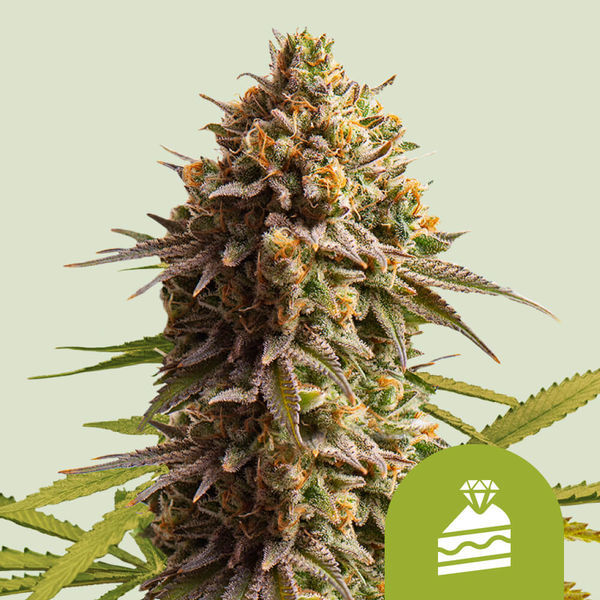 Wedding Cake Autoflower (Royal Queen Seeds) Feminisoidut