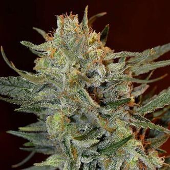 Amnesia Lemon Kush (Garden of Green) feminisoidut kannabiksen siemenet